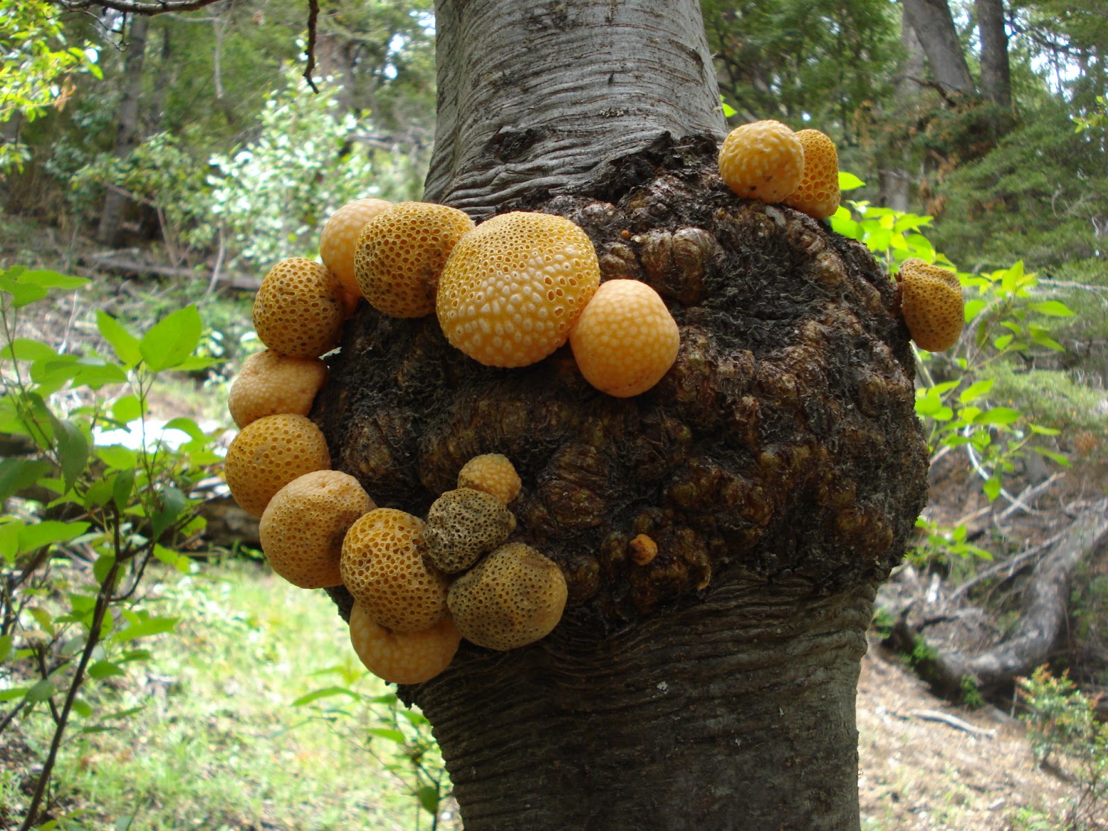Galls on southern beech trees in Patagonia containing S. eubayanus
