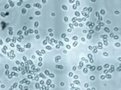 Microscopic image of S. eubayanus