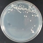 Yeast Isolation Medium